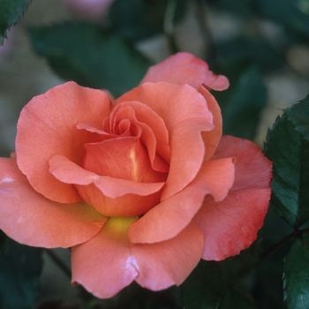 Rosa 'Cathedral' 
