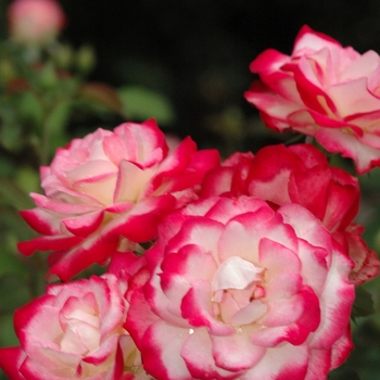 Rosa 'Cherry Parfait&trade;' (036207)