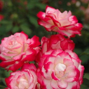 Rosa 'Cherry Parfait&trade;' (036208)