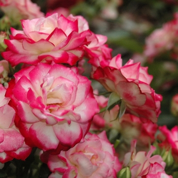 Rosa 'Meisponge' USPP28026P3