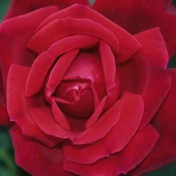 Rosa 'Chrysler Imperial' 