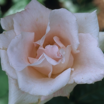 Rosa 'Classic Touch'