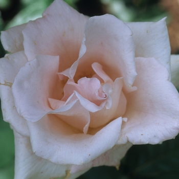 Rosa 'Classic Touch' 