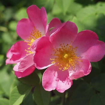 Rosa 'Complicata' 