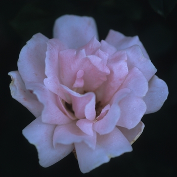 Rosa 'Comtesse Vandal'