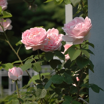 Rosa 'Constance Spry' 