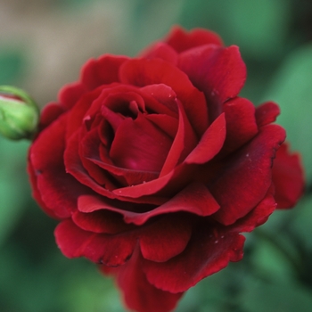 Rosa 'Crimson Glory'