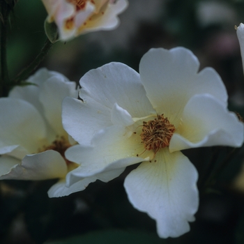 Rosa 'Dairy Maid'