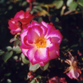 Rosa 'Debut Sunblaze'