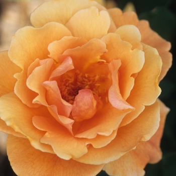 Rosa 'Dream Yellow' 