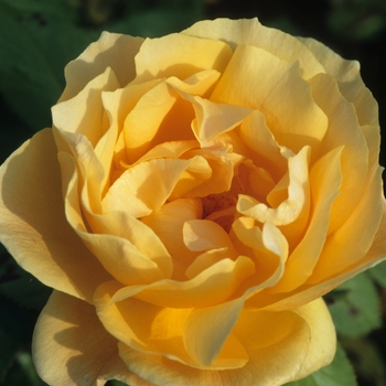 Rosa 'Harflow' PP10478