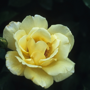 Rosa 'Eclipse'