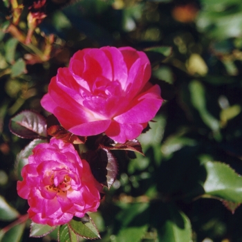 Rosa Meidland 'Fuchsia'