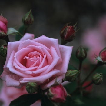 Rosa 'Gene Boerner'