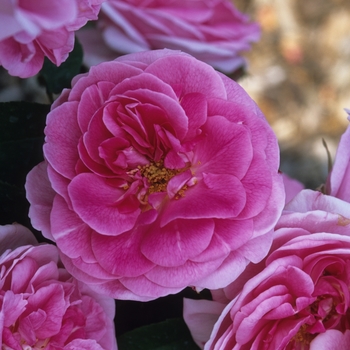 Rosa 'Gertrude Jekyll'