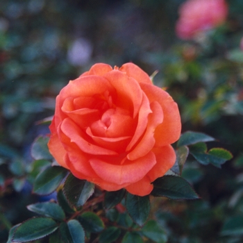 Rosa 'Gingersnap'