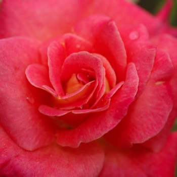 Rosa 'Granada' 