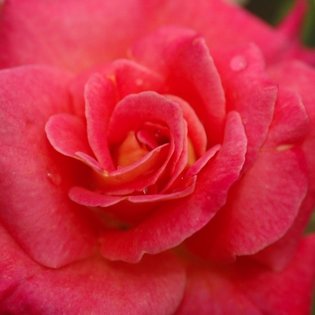 Rosa 'Granada'