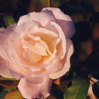 Rosa 'Handel' 