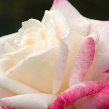 Rosa 'Headliner' (036359)