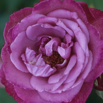 Rosa 'Heirloom' 
