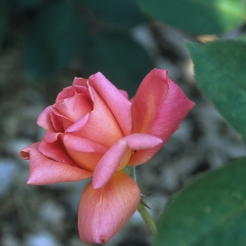 Rosa 'Helen Traubel' 