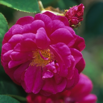 Rosa 'Henri Martin'