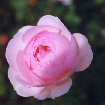 Rosa 'Heritage' 