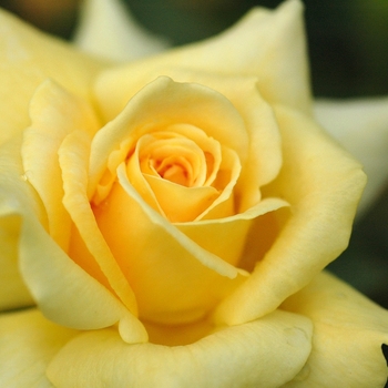 Rosa 'Honey Bouquet' 