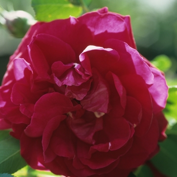 Rosa 'Hunter' 