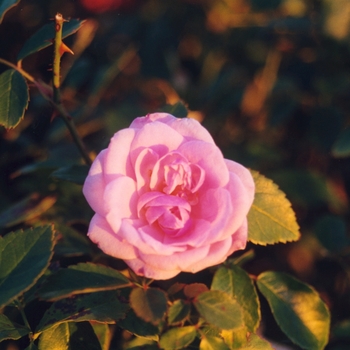 Rosa 'Jeanne Lajoie' 