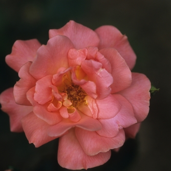 Rosa 'Jiminy Cricket'