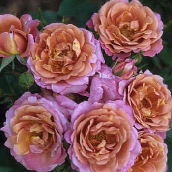 Rosa 'Kaleidoscope'