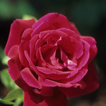 Rosa 'Kentucky Derby'