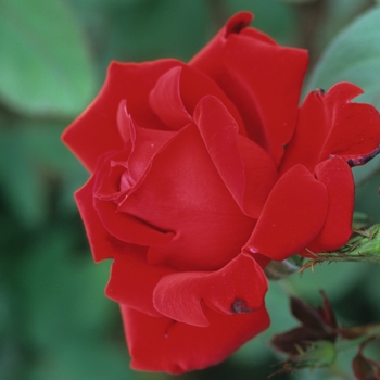 Rosa 'Legend' (036398)