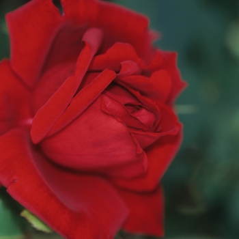 Rosa 'Legend' (036399)
