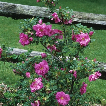 Rosa 'Magnifica'