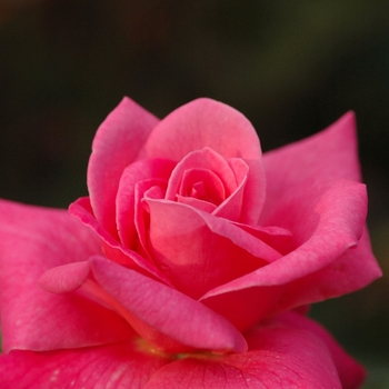 Rosa 'Marijke Koopeman'