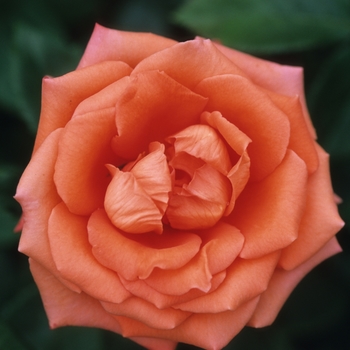 Rosa 'Marina'