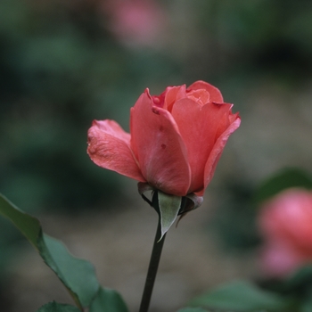 Rosa 'Marmalade Mist'