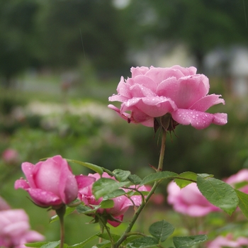 Rosa 'Mary Rose'