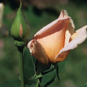 Rosa 'Medallion'