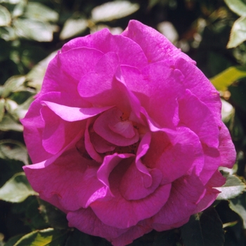 Rosa 'Melody Parfume' 