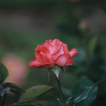 Rosa 'Miss Hillcrest'