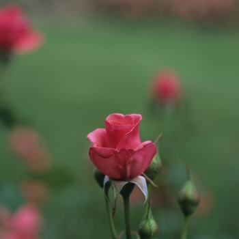 Rosa 'Montezuma'