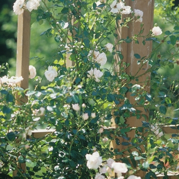 Rosa 'New Dawn' (036459)