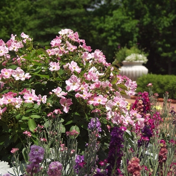 Rosa 'New Dawn' (036460)