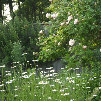 Rosa 'New Dawn' (036461)