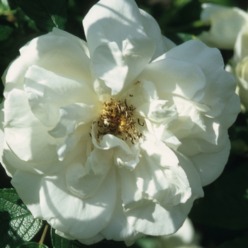 Rosa 'Othello' 