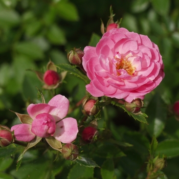 Rosa 'Pebble Beach'